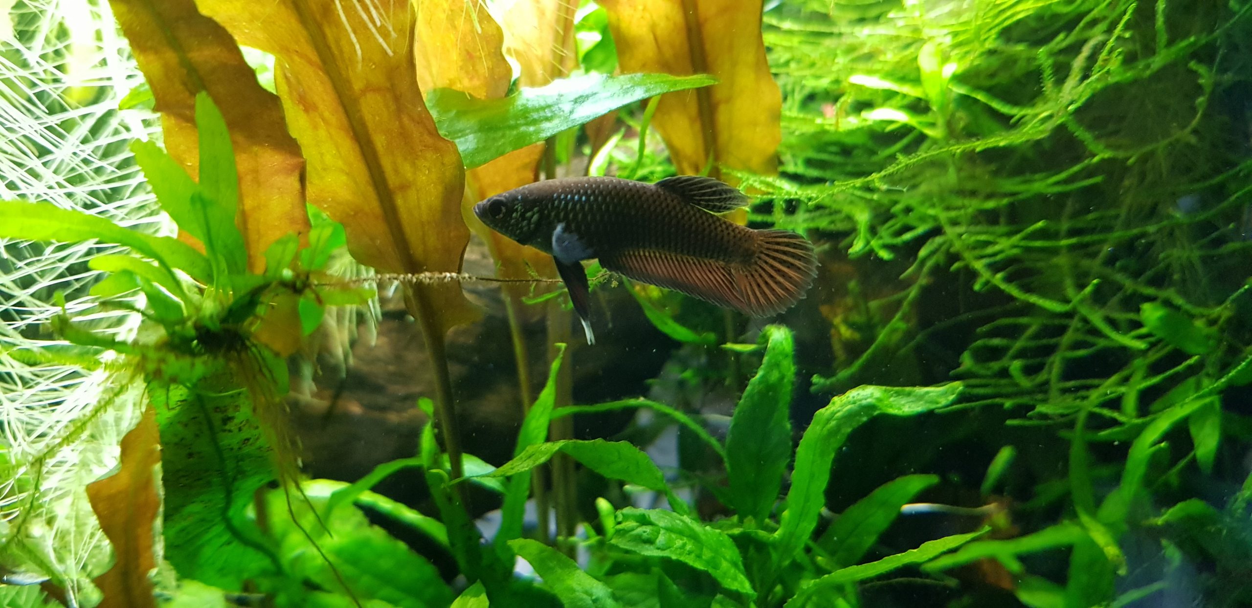 aquarium plants and their beauty