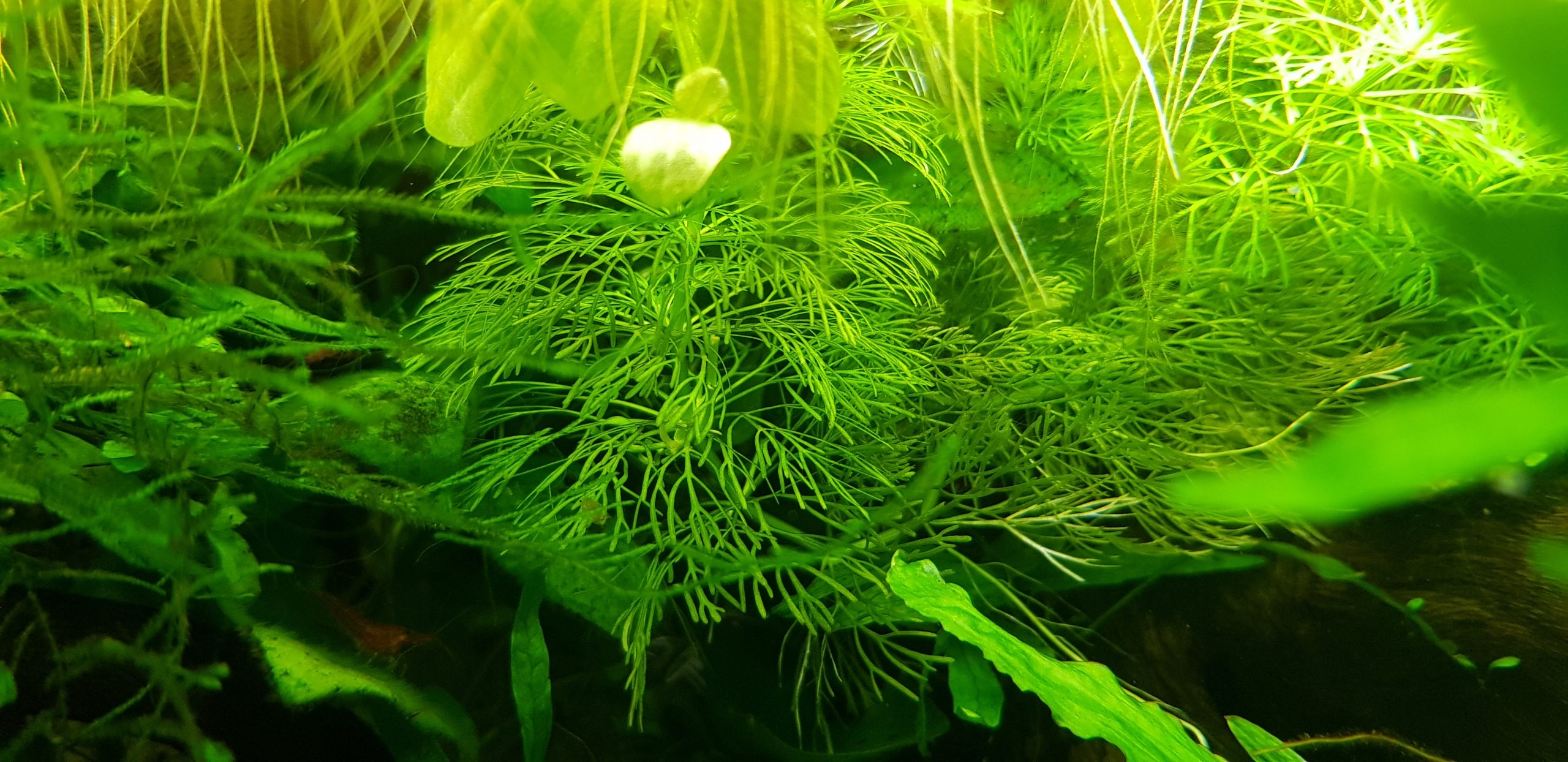 breeding fish with java moss